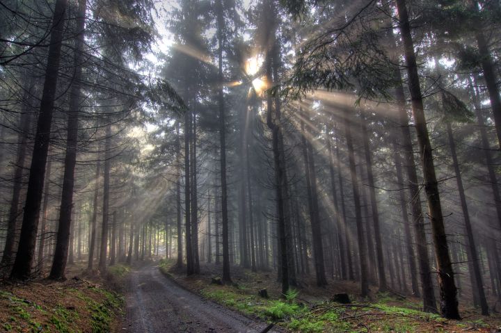 god-beams-coniferous-forest-in-fog-2021-08-26-15-58-27-utc-scaled.jpg